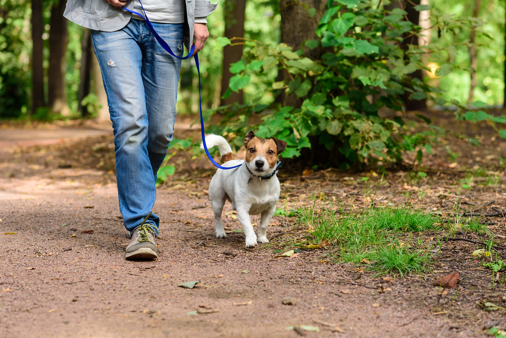 man and jack russel dog walking in the woodland with dog on a blue leash